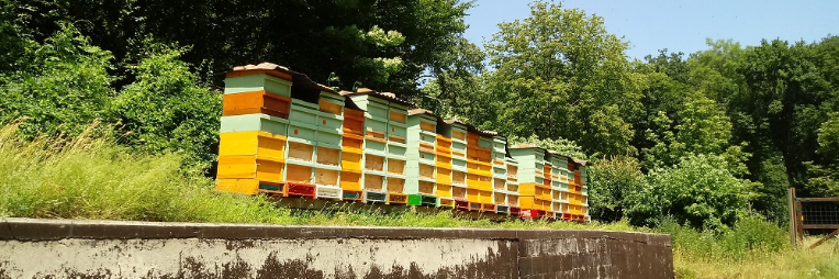 Pszczoły w mieście